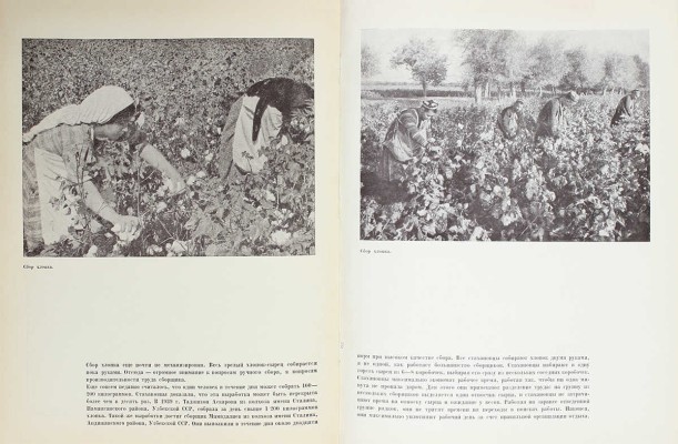 Хлопководство. [Фотоальбом] / Сост. Н.В. Калугин. М.: ОГИЗ «Сельхозгиз», 1940.